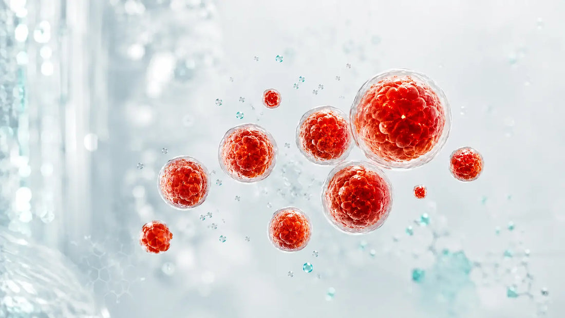 Rote Mikroalgenzellen als natürliche Quelle des Carotinoids Astaxanthin