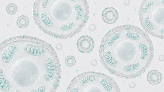 Liposomen und menschliche Zellen mit Phospholipid-Doppelschichten, Zellkernen und Mitochondrien
