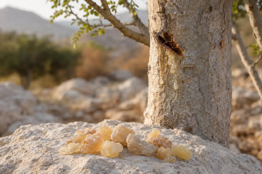 Boswellia-serrata-Baum mit austretendem Weihrauchharz und getrockneten Harzstücken